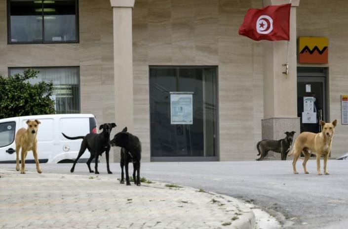 Maroc: une Française meurt après avoir été attaquée par une meute de chiens errants
