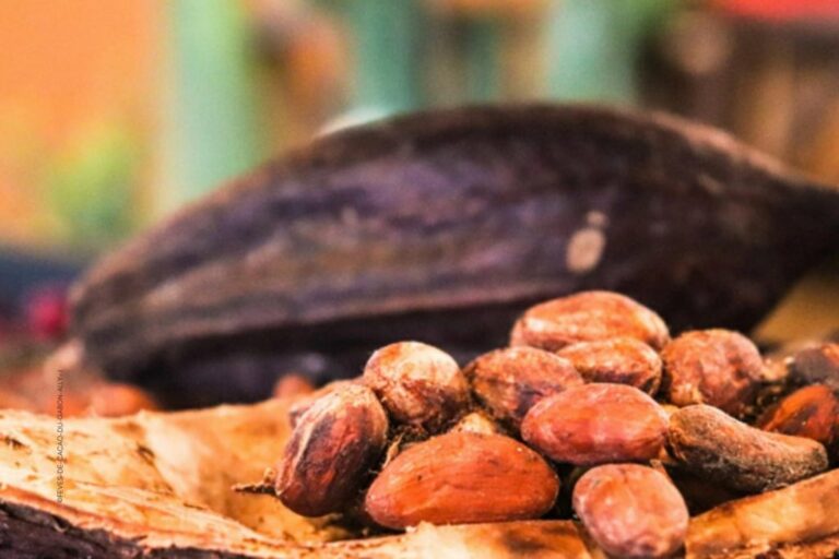 Gabon : une filière cacao en quête d’un nouveau souffle